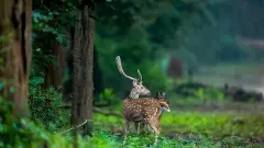 Deer die in Pune zoo
