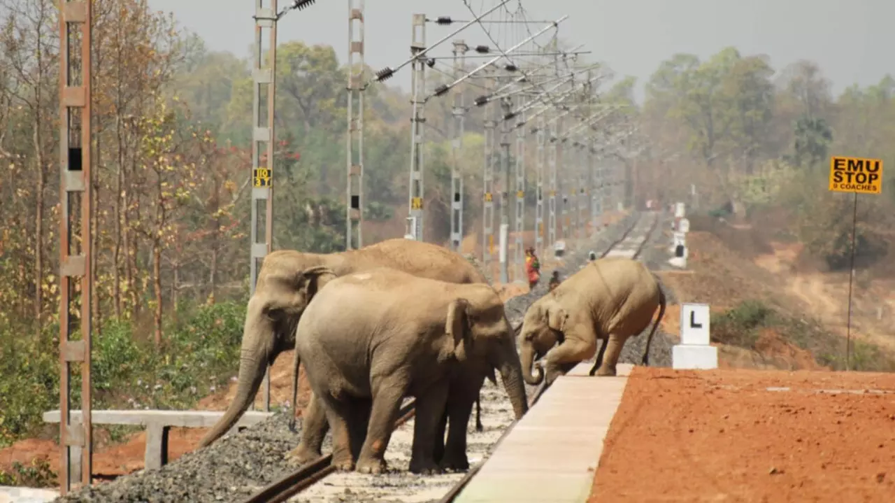 Elephants die on killer tracks as Railways drag feet to install Gajraj