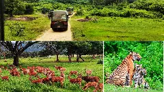 Friends of Bandipur: Karnataka wildlife camp packs tigers, birds and all thats beautiful