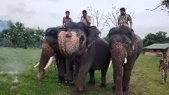 Mysuru Dasara may see Abhimanyu’s last walk as Golden Howdah bearer this year