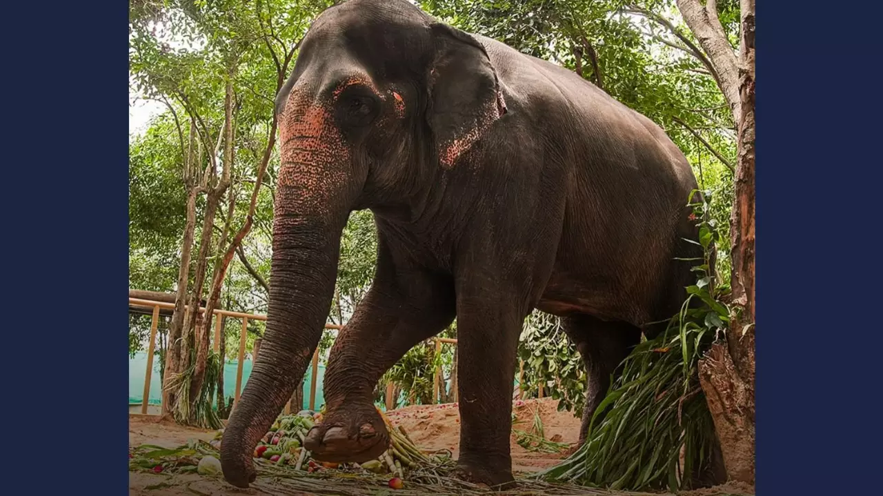 Elephant Madhuri