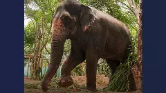 Elephant Madhuri