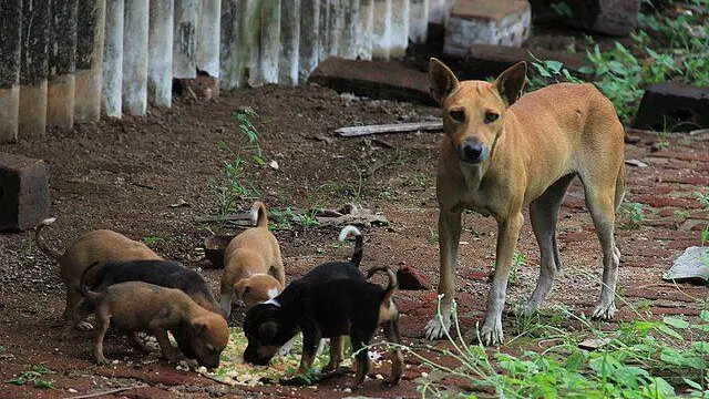 stray dogs