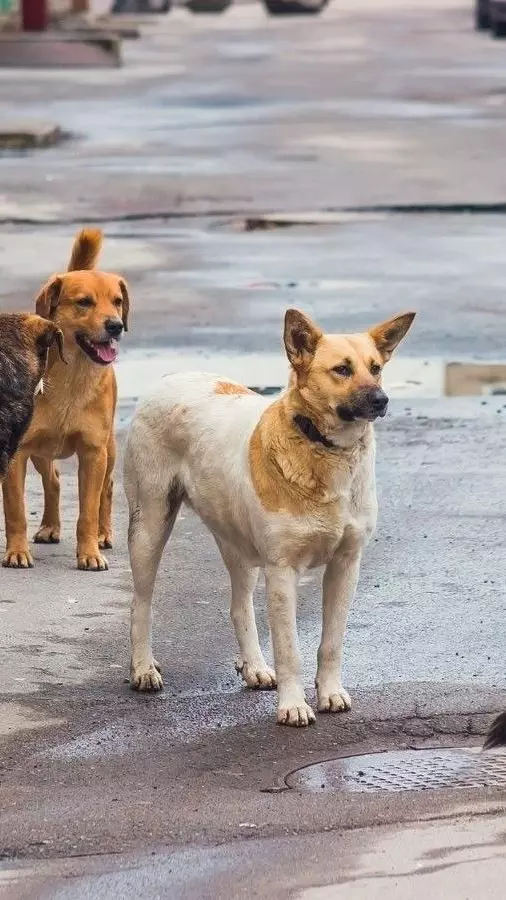 stray dogs