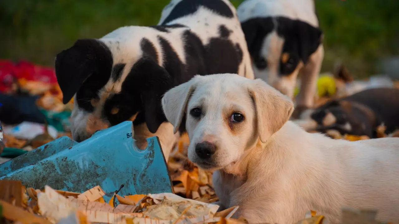 India’s stray dog crisis: Why SCs new directive is impossible to implement