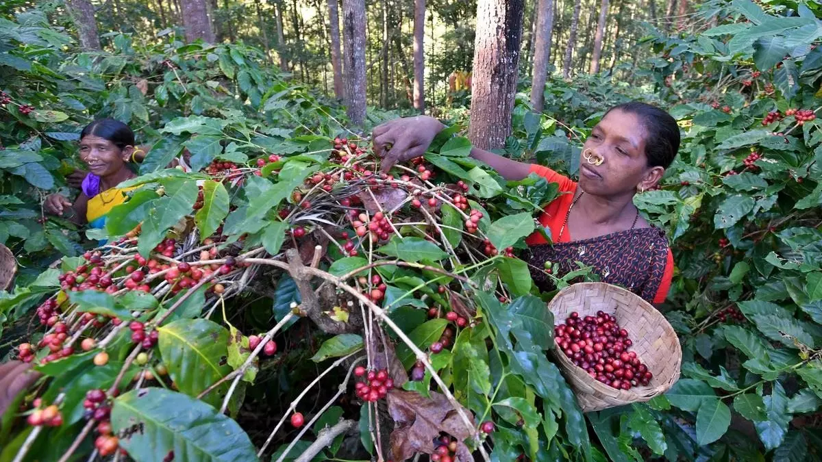 Araku coffee: How Andhra Pradesh govt, tribal farmers are taking organic beans global