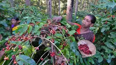 Araku coffee: How Andhra Pradesh govt, tribal farmers are taking organic beans global