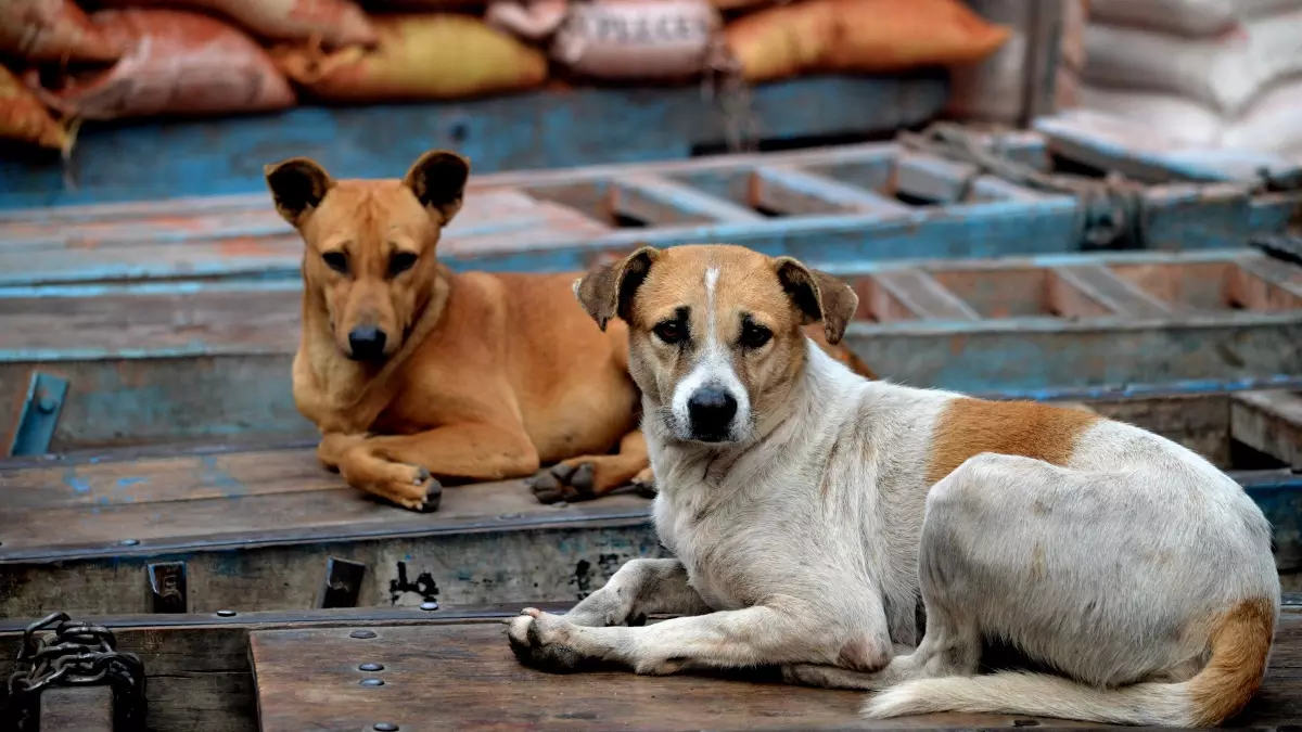How overcrowded shelters and MCD negligence left Delhi’s stray dogs in limbo