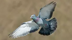 pigeon