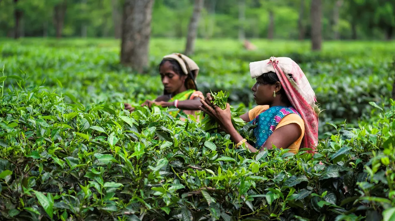 How ‘unfair pricing’ of leaves is brewing a storm in Assam’s small tea gardens