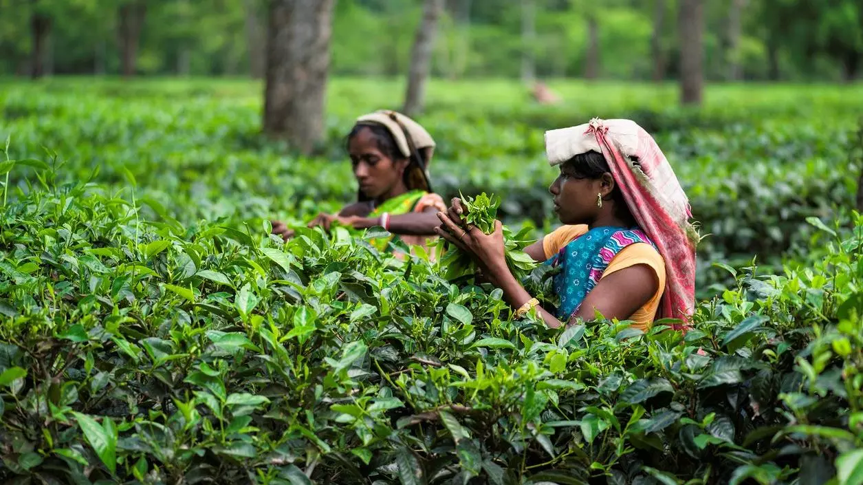 Gulf conflict brews trouble for Assam tea; exports likely to drop 20 pc