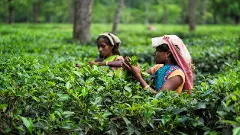 How ‘unfair pricing’ of leaves is brewing a storm in Assam’s small tea gardens