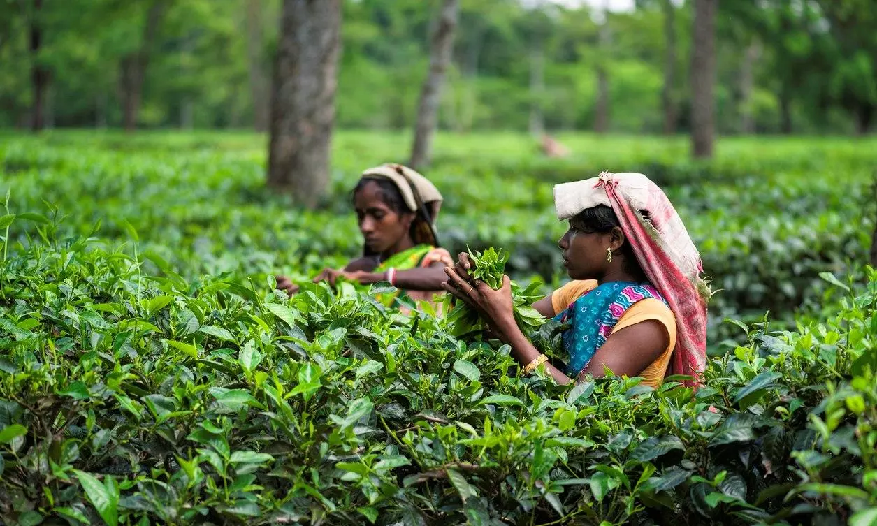 Gulf conflict brews trouble for Assam tea; exports likely to drop 20 pc Gulf conflict brews trouble for Assam tea; exports likely to drop 20 pc