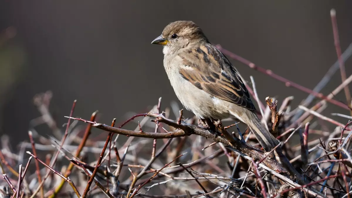 As house sparrows vanish, how people across cities fight to bring them back