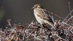 As house sparrows vanish, how people across cities fight to bring them back