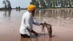 Punjab floods: How Ravi’s fury, embankment collapse brought calamity to farmers