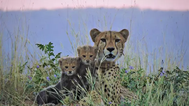 Female cheetah Dheera to be shifted from Kuno to Gandhi Sagar Sanctuary Female cheetah Dheera to be shifted from Kuno to Gandhi Sagar Sanctuary