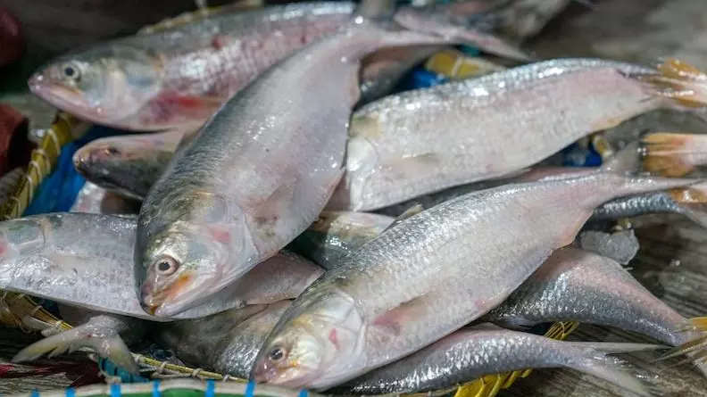 Hilsa fish, Bangaladesh Hilsa fish, Bangaladesh