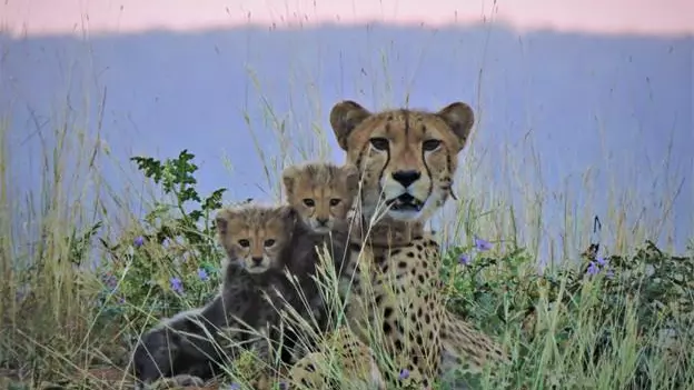 Female cheetah Dheera to be shifted from Kuno to Gandhi Sagar Sanctuary