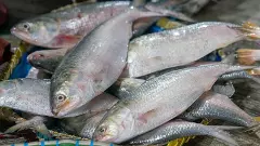 Hilsa fish, Bangaladesh