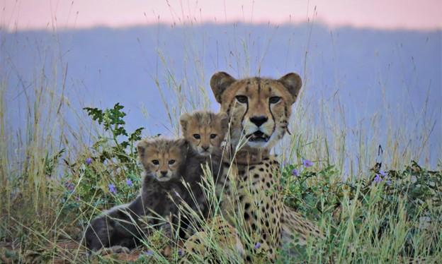 Project Cheetah gets Botswana boost as 8 feline guests to reach Kuno tomorrow