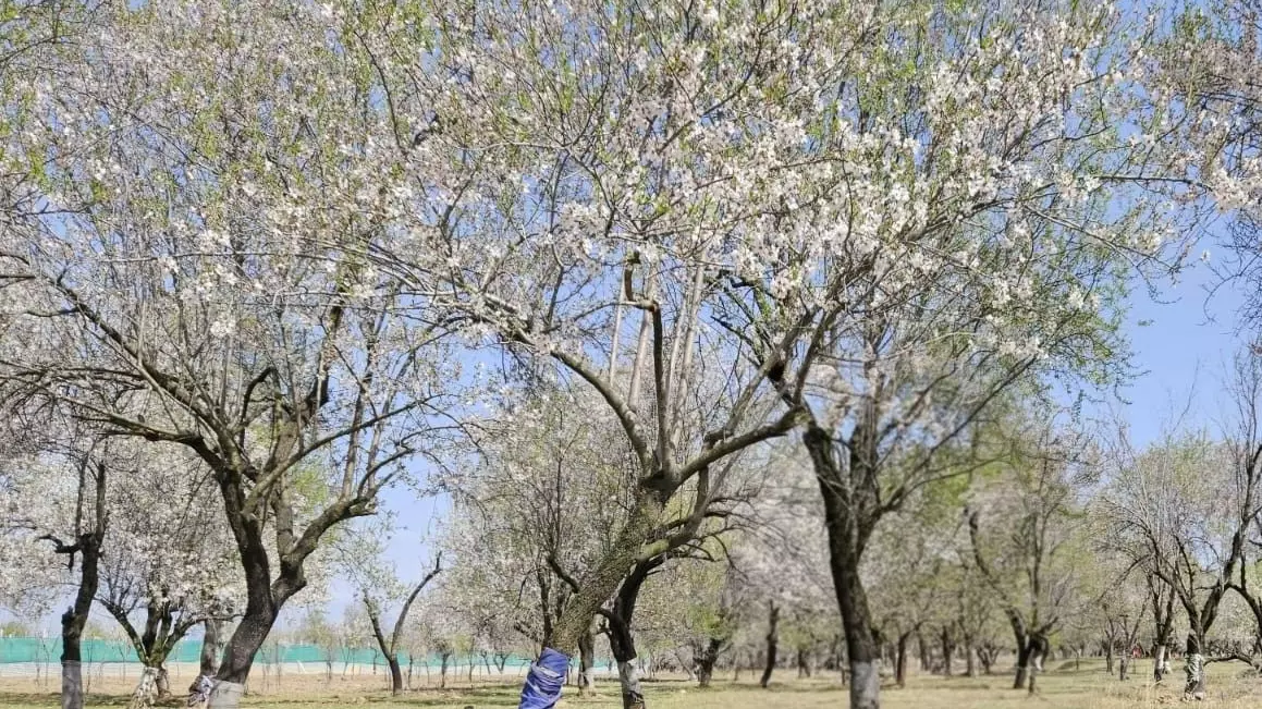 Climate change to alleged lack of govt support, why Kashmir’s almond farms have given way to apple orchards Climate change to alleged lack of govt support, why Kashmir’s almond farms have given way to apple orchards
