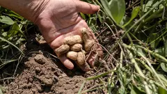 How satellite survey glitch has left 80,000 Gujarat groundnut farmers in the lurch