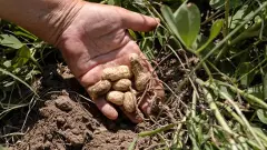 Falling yields, rising oil imports crush Anantapur’s groundnut farmers