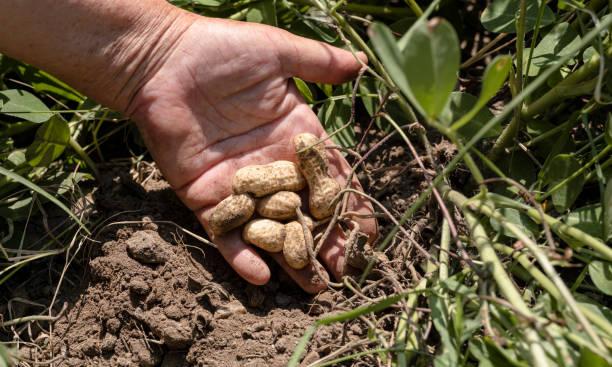 Falling yields, rising oil imports crush Anantapur’s groundnut farmers