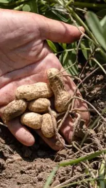 Falling yields, rising oil imports crush Anantapur’s groundnut farmers