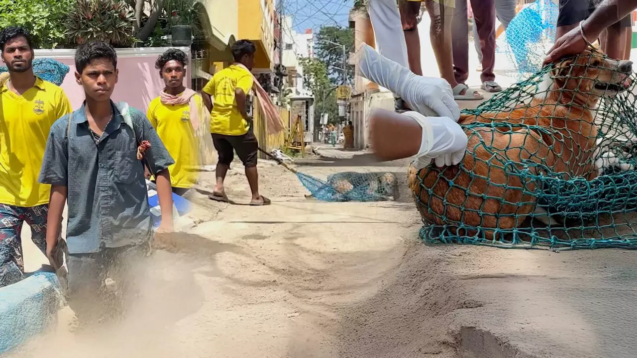 Chennai’s Narikuravar fight stray dog menace