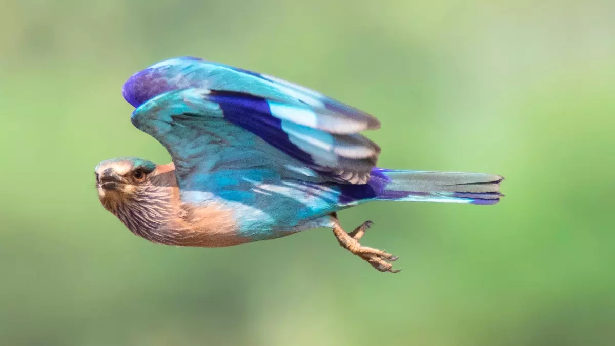 Indian-Roller-Dussehra