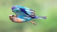 Indian-Roller-Dussehra