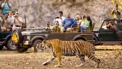 Tiger Reserve Safaris