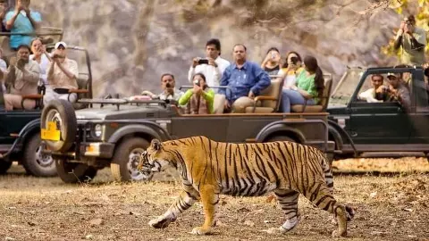 Tiger Reserve safaris
