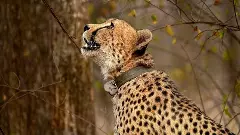 Cheetah Reintroduction Project