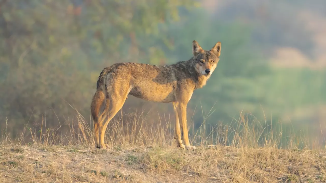 Panic in UPs Bahraich after 2 wolves attack locals, including 4 children