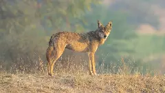 Panic in UPs Bahraich after 2 wolves attack locals, including 4 children