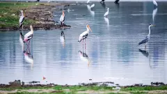 Hyderabad Ameenpur biodiversity lake