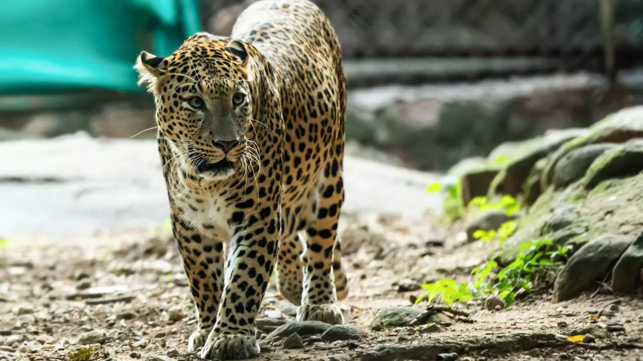 Hyderabad Tiger Conservation Society-Leopard