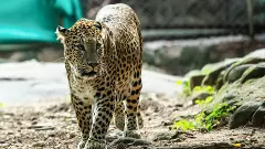 leopard