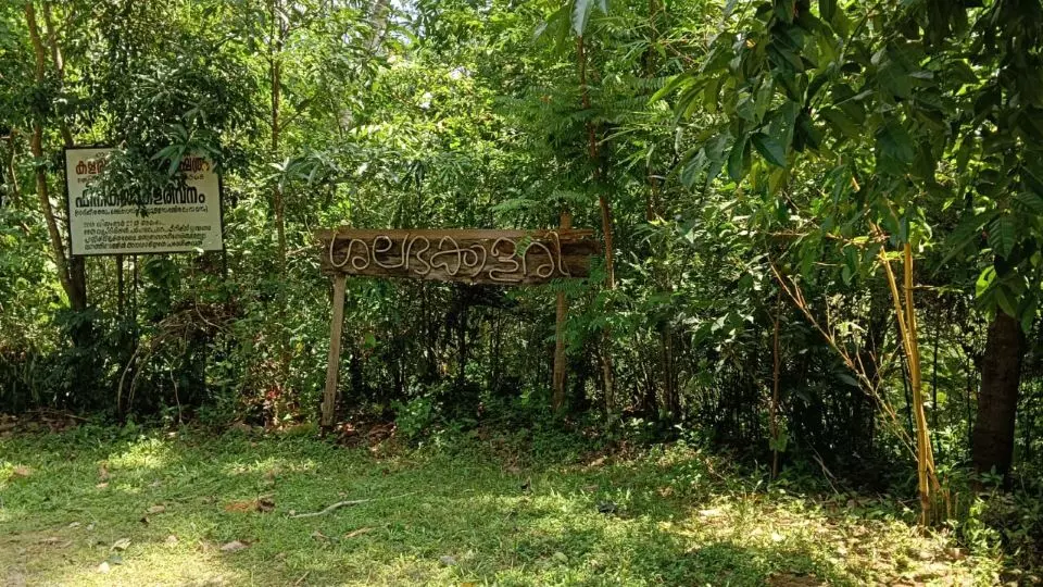 How a group of villagers in Kerala grew a forest to curb riverbank soil erosion