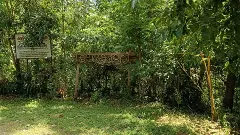 How a group of villagers in Kerala grew a forest to curb riverbank soil erosion