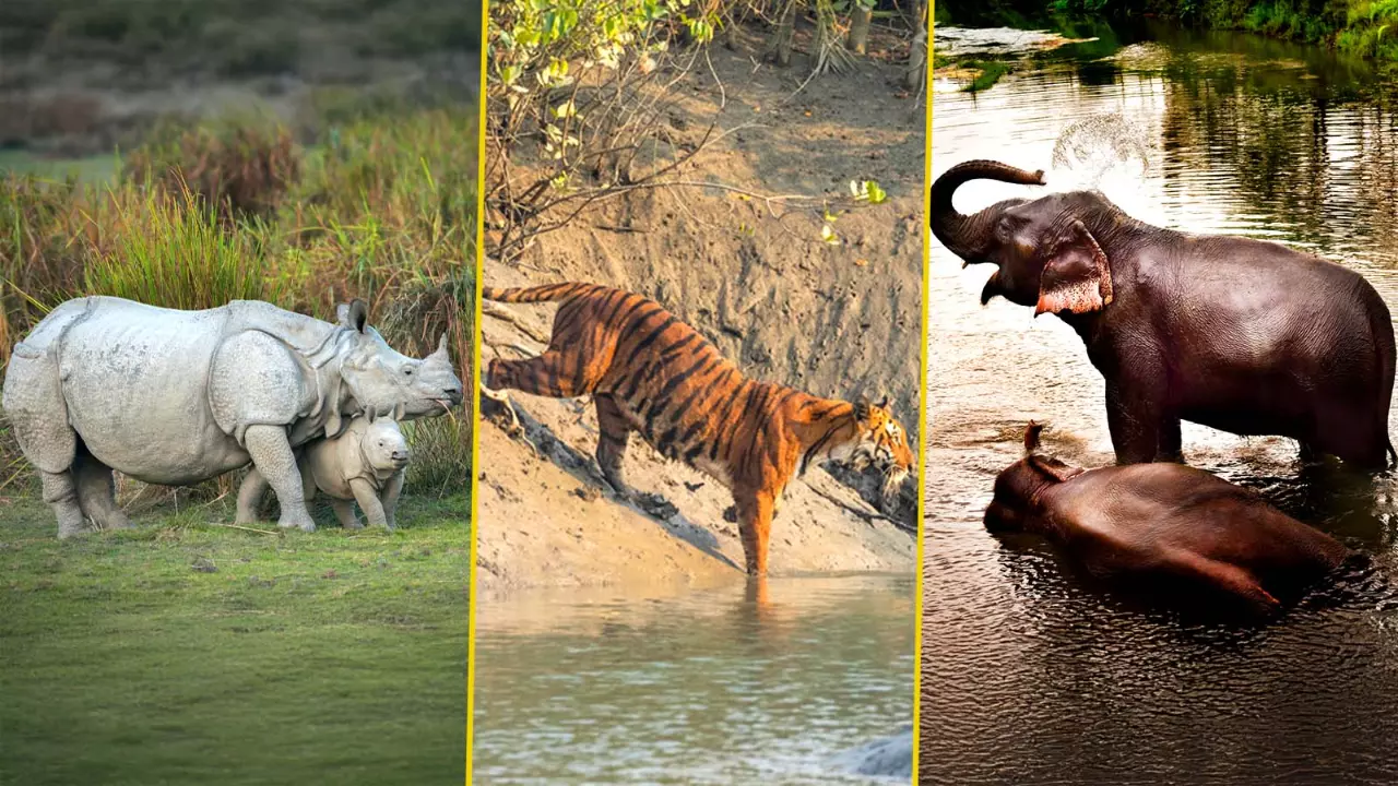 Kaziranga, Sunderbans and Manas face climate change threat