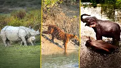 Kaziranga, Sunderbans and Manas face climate change threat