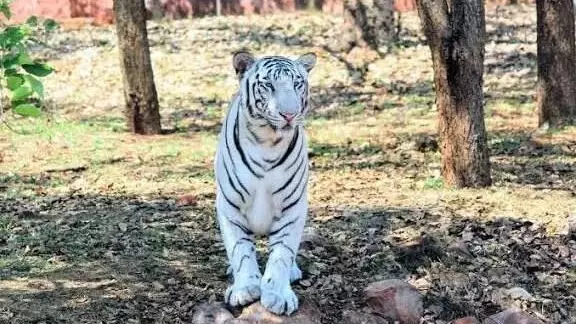 White tiger White tiger