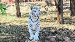 White tiger