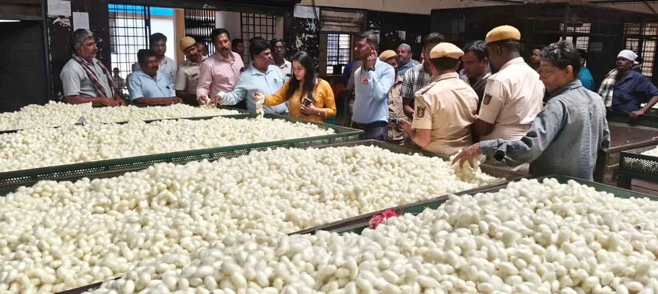 Silkwork cocoons being sold. By special arrangement