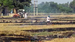 Punjab records 484 stubble burning cases, Tarn Taran tops list