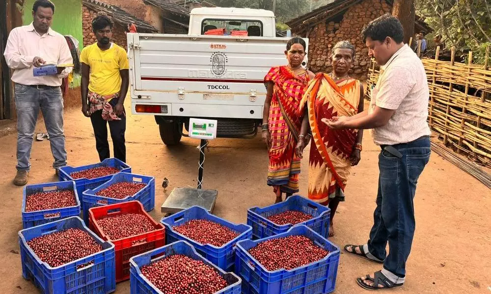 Koraput coffee Koraput coffee